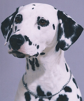 Dalmatien...